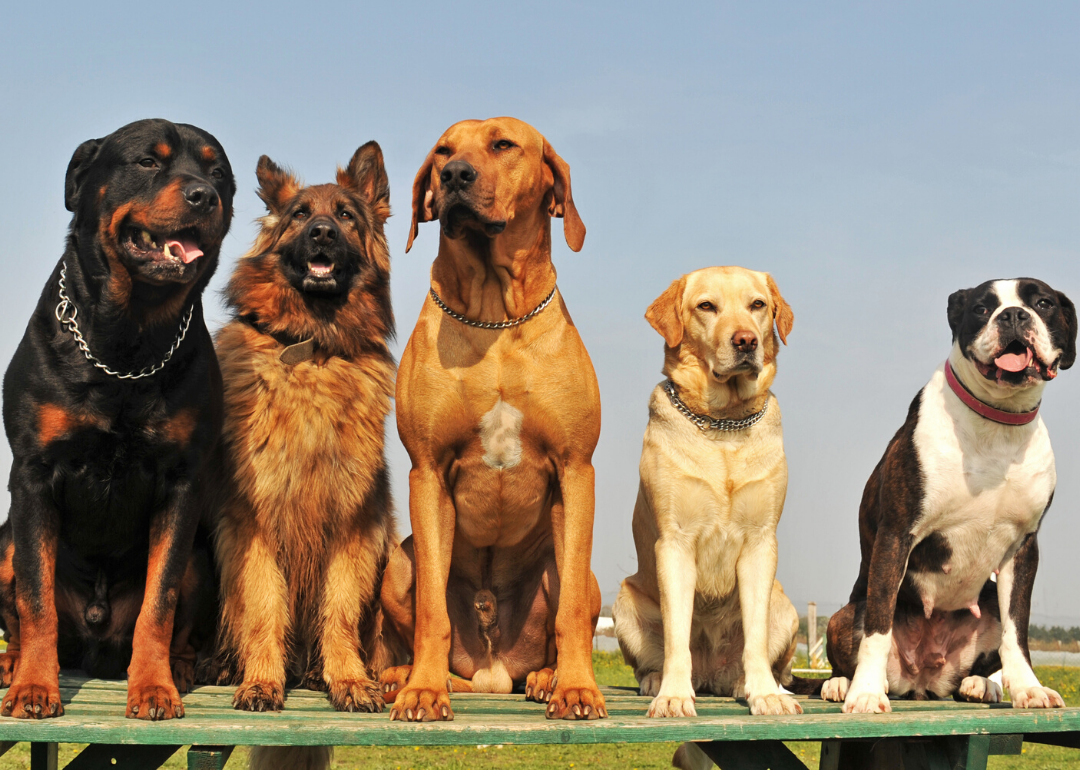 There are more dog breeds than you probably think